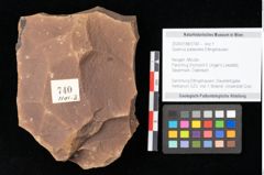 Foto (Objekt + Etikett) von Quercus palaeoilex Ettingshausen (NHMW-GEO-2024-0188-0740)